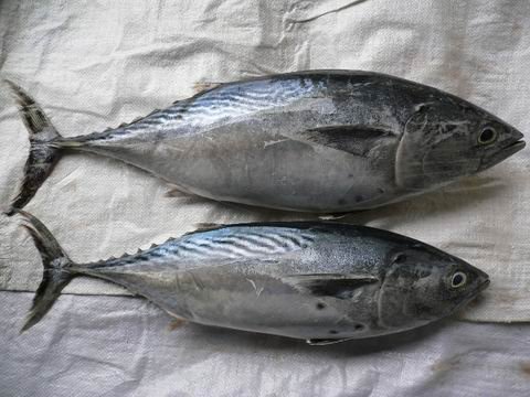 tuna fish