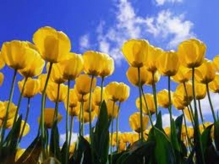 yellow tulips cfb_102248