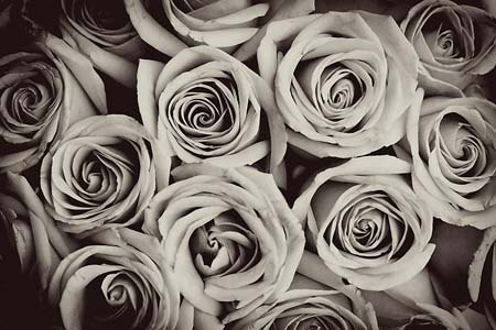 gray roses il_570xN.341049630