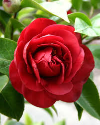 red camelia