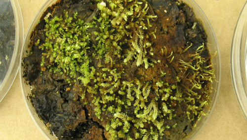 mosses from Little Ice Age
