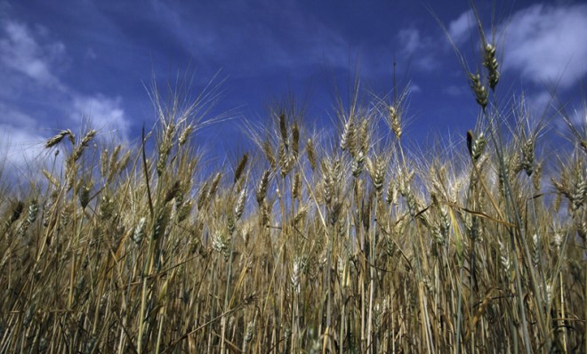 GMO wheat