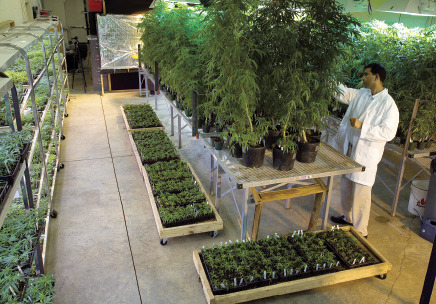 marijuana growing