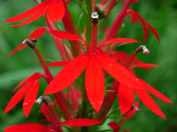 Lobelia-cardinalis-Cardinal-Flower-flower