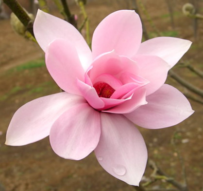 Beautiful-pink-magnolia
