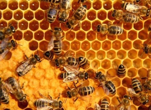 bees and propolis
