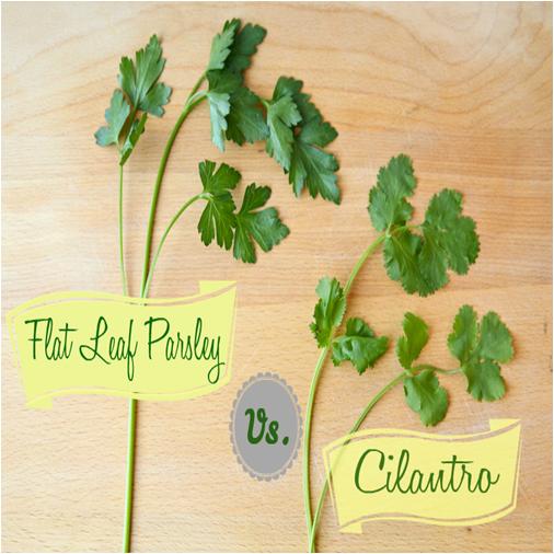 Difference-between-Cilantro-and-Parsley1