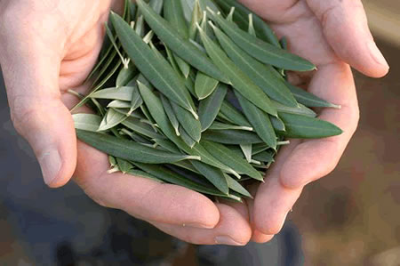 Olive-leaves-hands