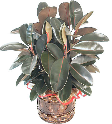 rubber plant plante1