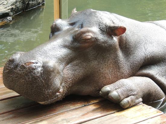 hippo-jessica