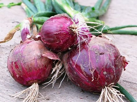 Onion-Red-Burgundy