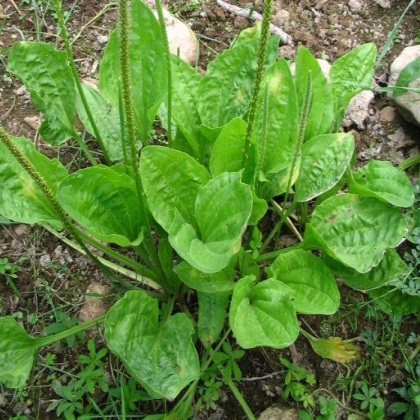 Plantain-Leaf