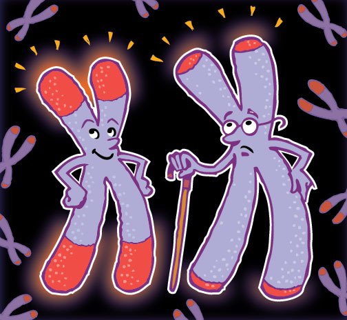 nb-bg-telomeres