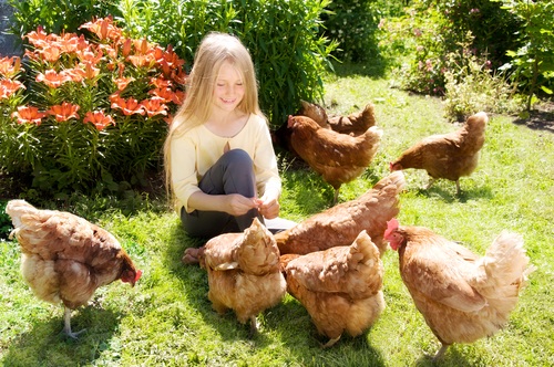 raising_chickens