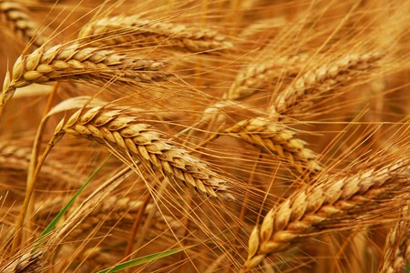 wheat 1c4f1f53ad1fe8970d3266c6b52bc6ca