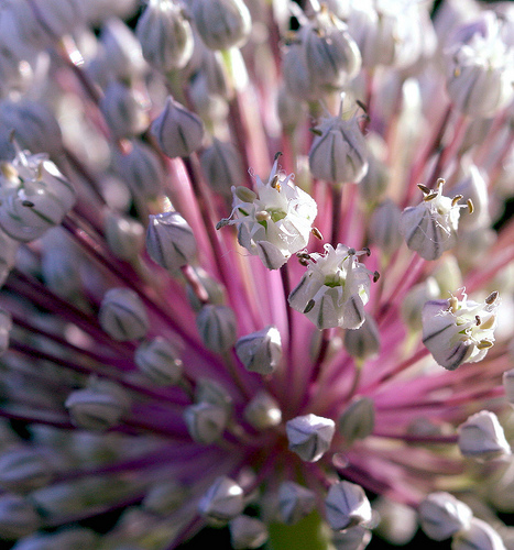 garlic-flowers