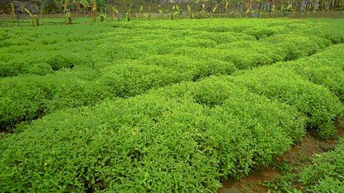 stevia-contract-farming-500x500