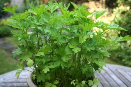 Parsley-51yA3N3V6TL._SX450_