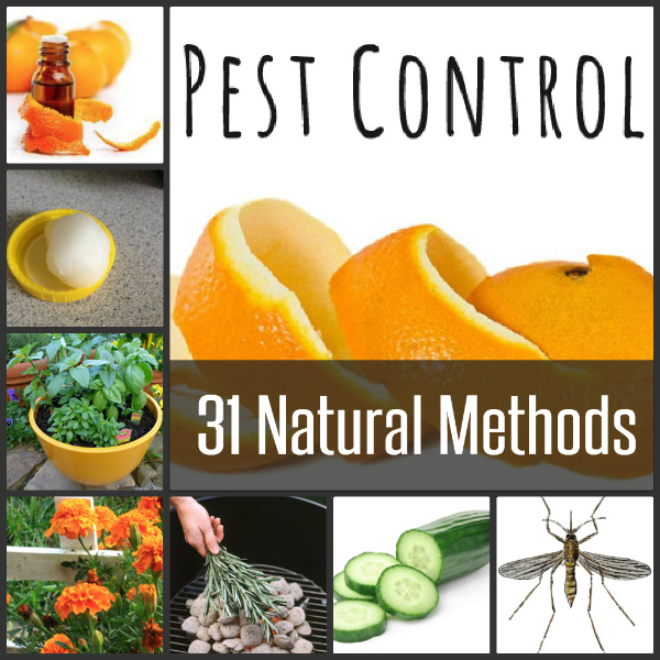 31-Natural-Pest-Control-Methods