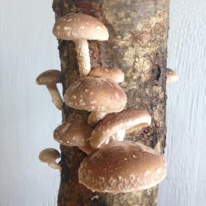 MushroomLog2-300x300