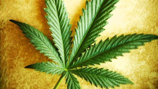 cannabis-leaf