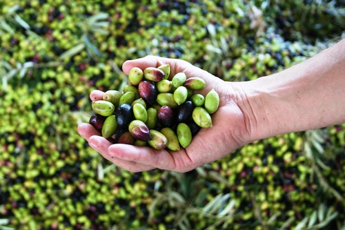 Olives+in+hand+Aus