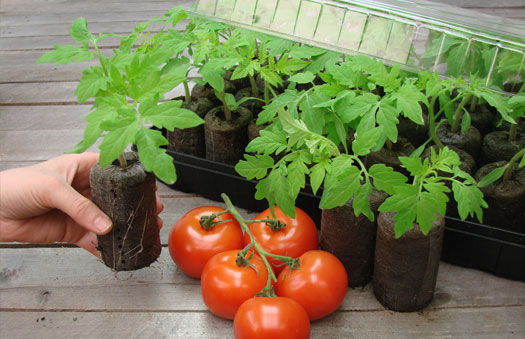 peat-pellet-tomatoes