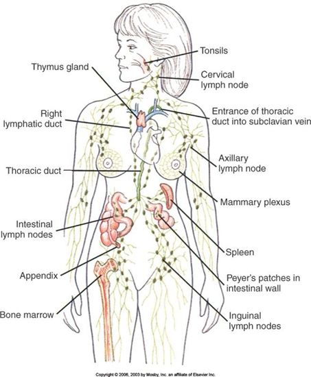 lymph-nodes