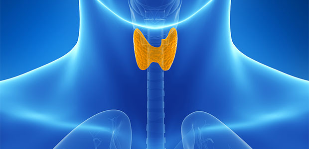 thyroid-metabolism