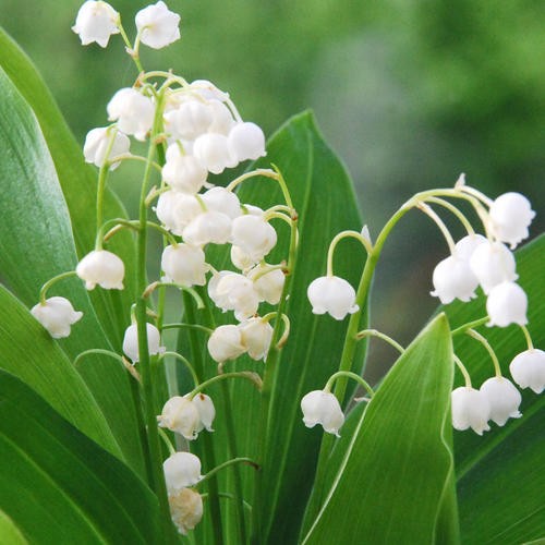 lily-of-the-valley-health-benefits