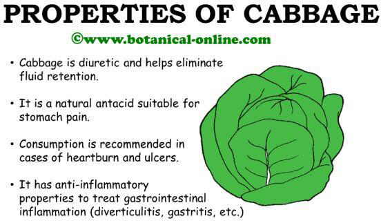 cabbage-properties
