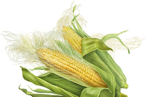 corn_silk