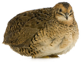 quail-bird
