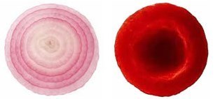 onion-cells