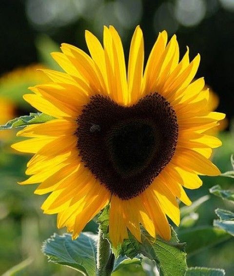 sunflower-positive