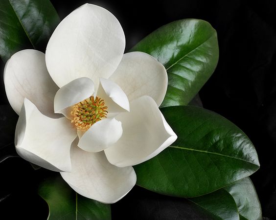 magnolia-blossom