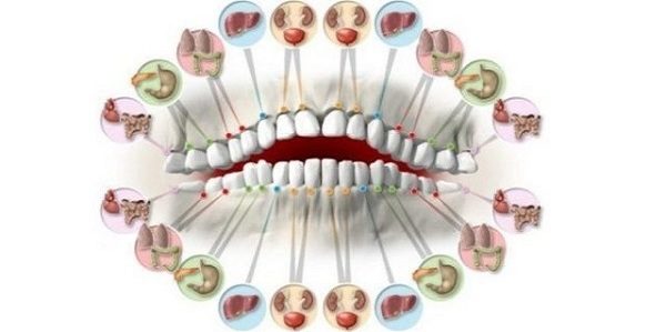 teeth-organs
