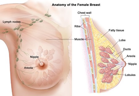 detox-prevent-breast-cancer