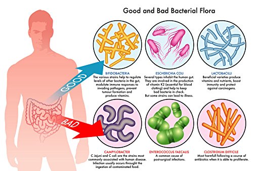 good-bad-bacteria