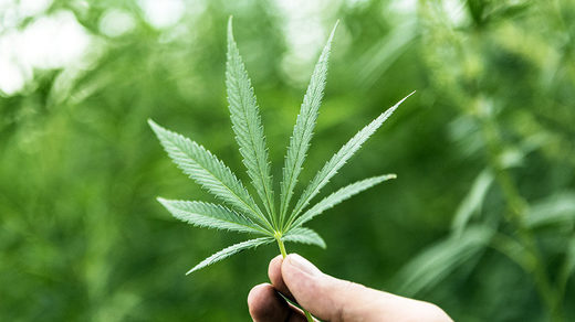 cannabis-4-benefits