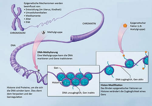 epigenetika-obiasnena