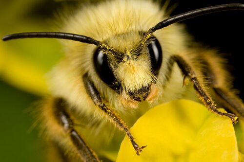 Нов поглед как пчелите могат да подобрят системите с изкуствен интелект