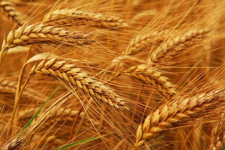 Пшеницата, невротоксин за масово поразяване