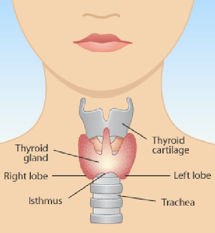 11 храни влияят на здравето на щитовидната жлеза