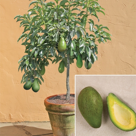 Как да отглеждаме авокадово дръвче и непрестанно да берем органично авокадо
