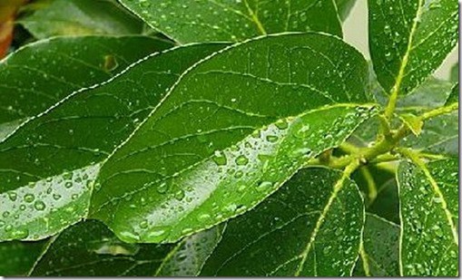 avocado-leaves