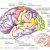 Странен трик „отмива” деменцията от мозъка